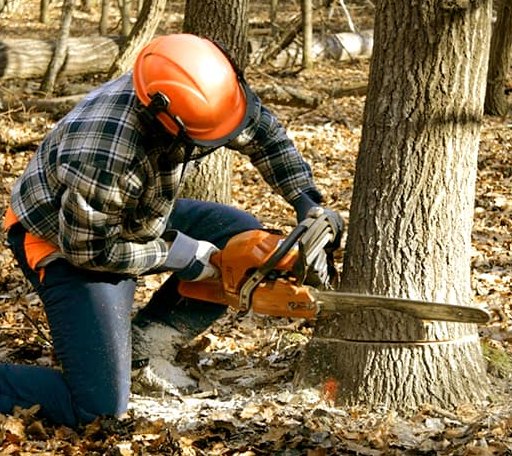 Tree Removal in Saint Mary, KY